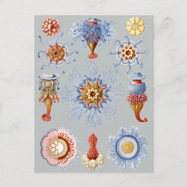 Siphonophorae Vykort (Framsida)