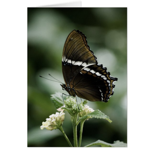 Siproeta-kort OBS Kort (Framsidan)