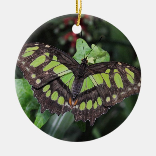 Siproeta stelenes julgransprydnad keramik (Framsidan)