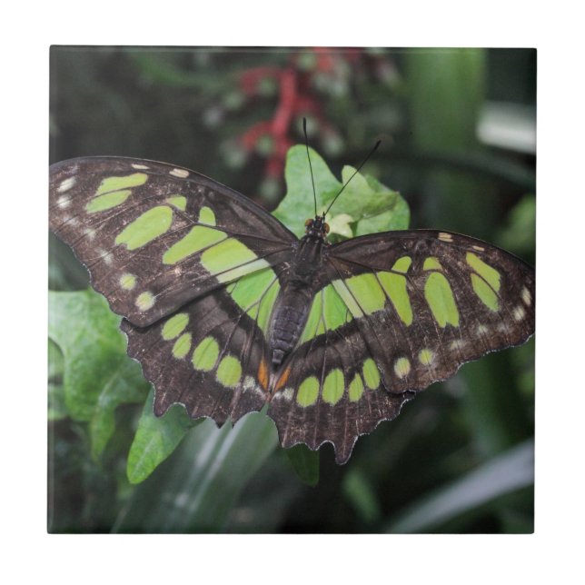 Siproeta stelenes kakelplatta (Framsidan)