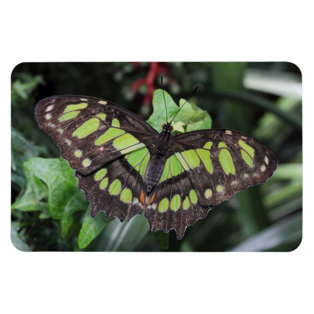 Siproeta stelenes magnet (Horisontell)