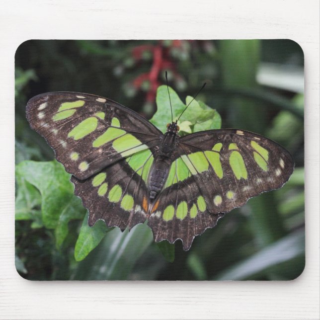 Siproeta stelenes musmatta (Framsidan)