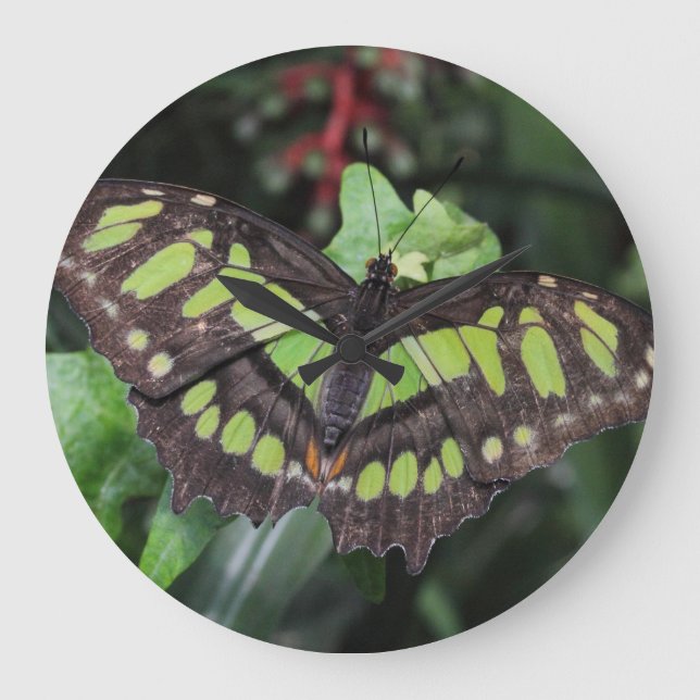 Siproeta stelenes stor klocka (Framsida)