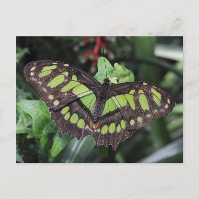 Siproeta stelenes vykort (Framsida)