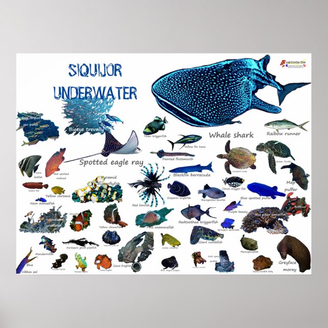 Siquijor Underwater World Poster (Framsidan)