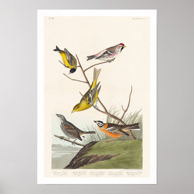 Siskin, rödpoll, Tanager, Bunting, Finch Poster (Framsidan)