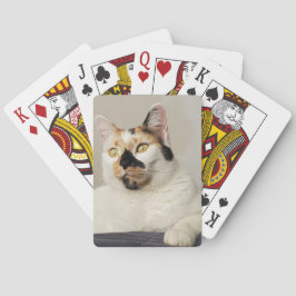 Sissy Calico Cat Casinokort