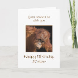Sister Birthday, Orang Utan Kort