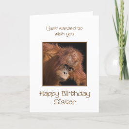 Sister Birthday, Orang Utan Kort