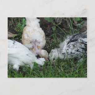 Sisterly Kärlek" 3 Chickar Vykort