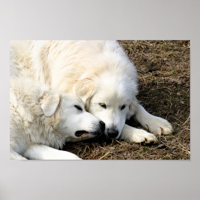 Sisters Poster (Framsidan)