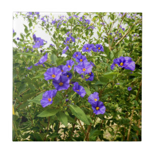 Sisyrinchium Angustifolium Ceramic Tile Kakelplatta