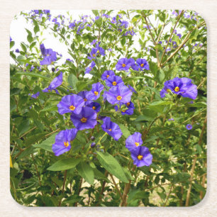 Sisyrinchium Angustifolium Papper Underlägg Kvadrat