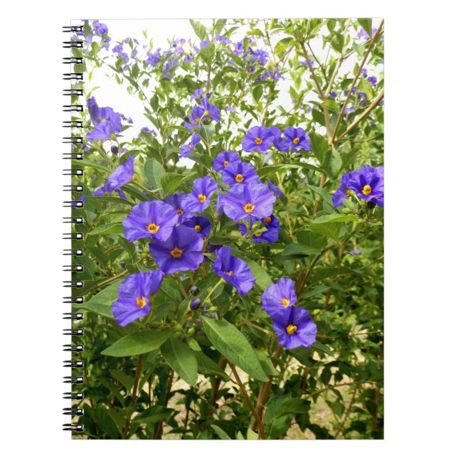 Sisyrinchium Angustifolium Photo Notebook Anteckningsbok (Framsidan)