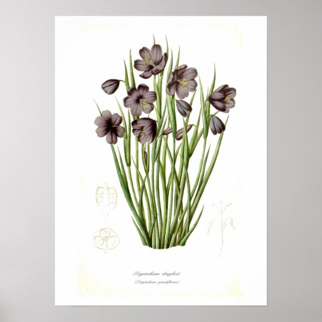 Sisyrinchium douglasii poster (Framsidan)