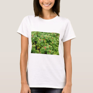Sitka Ro Bush med många Röd ros Hips nära T Shirt