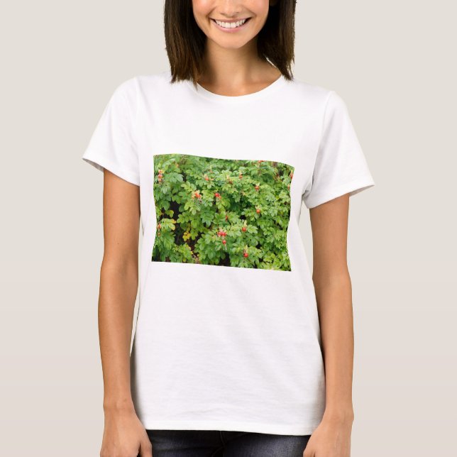 Sitka Ro Bush med många Röd ros Hips nära T Shirt (Framsida)