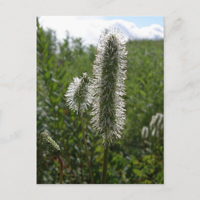 Sitka Underbar Burnet, Unalaska Island Vykort (Framsida)