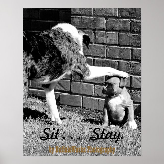 Sitt - - Stanna - - Poster (Framsidan)