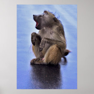 Sitta Baboon Poster