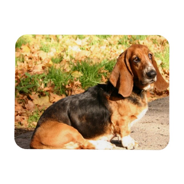 Sitta Basset Hound Flexible Magnet (Horisontell)