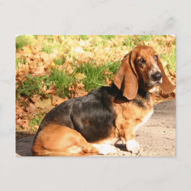 Sitta Basset Hound-vykort Vykort (Framsida)