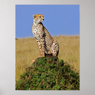 Sitta Cheetah Poster
