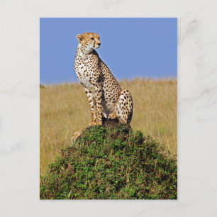 Sitta Cheetah Vykort