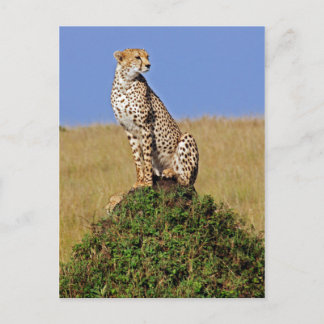 Sitta Cheetah Vykort