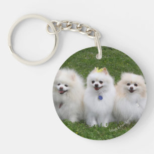 Sitta för 3 Pomeranians