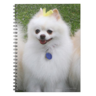 Sitta för 3 Pomeranians Anteckningsbok Med Spiral