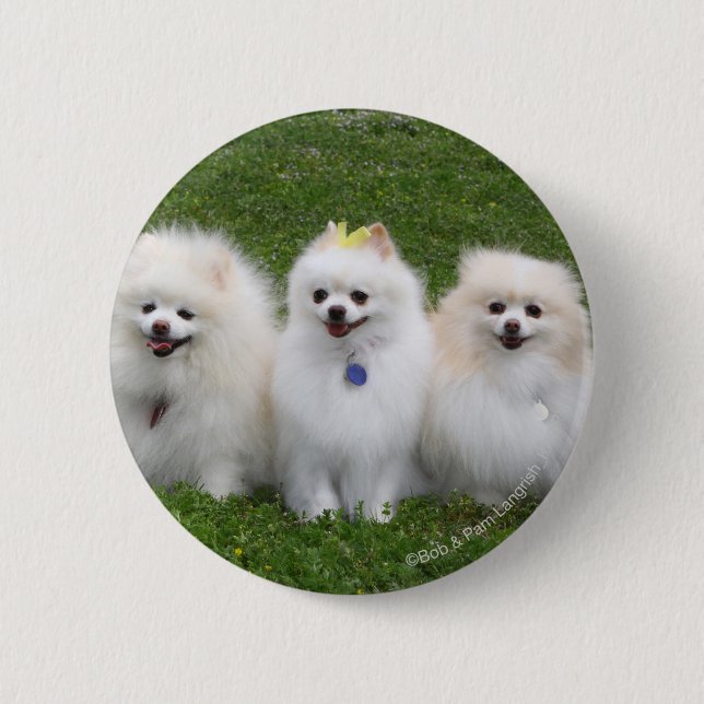 Sitta för 3 Pomeranians Knapp (Framsida)