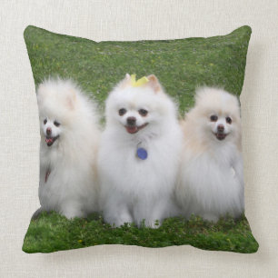 Sitta för 3 Pomeranians Kudde