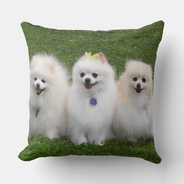 Sitta för 3 Pomeranians Kudde (Framsida)