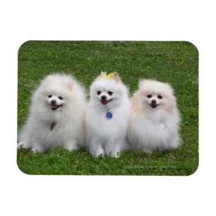 Sitta för 3 Pomeranians Magnet