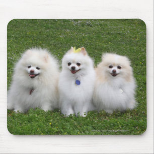 Sitta för 3 Pomeranians Musmatta
