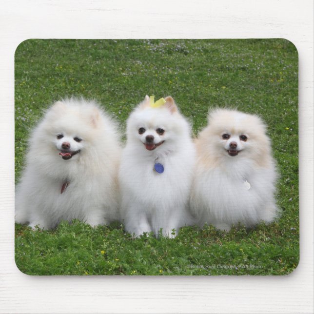 Sitta för 3 Pomeranians Musmatta (Framsidan)