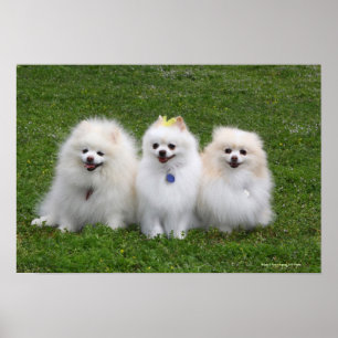 Sitta för 3 Pomeranians Poster