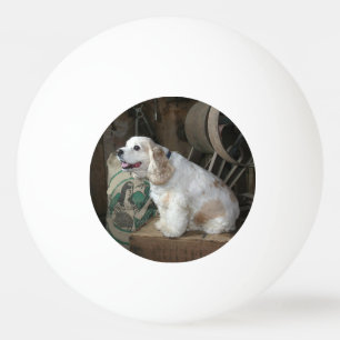 sitta för amerikancockerspanielspaniel pingisboll