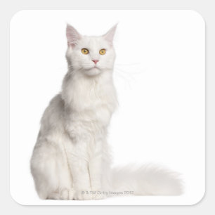 Sitta för Maine Coon (8 gammala månader) Fyrkantigt Klistermärke