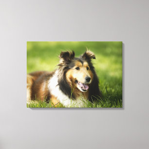 Sitta för Shetland Sheepdog på gräset Canvastryck