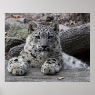 Sitta för unge för snöLeopard Poster