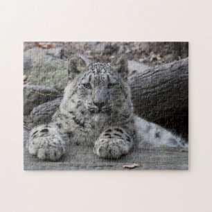 Sitta för unge för snöLeopard Pussel