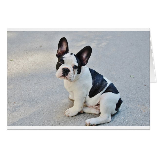 sitta fransk bulldog hälsningskort (Framsidan Horizontal)
