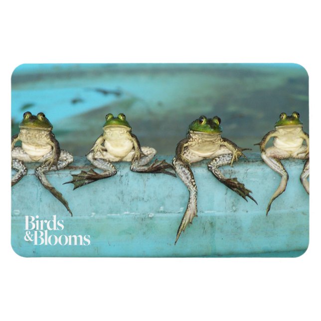 Sitta Frogs Magnet (Horisontell)