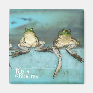 Sitta Frogs Magnet