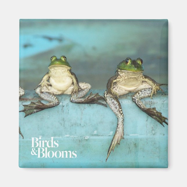 Sitta Frogs Magnet (Framsidan)