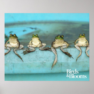Sitta Frogs Poster
