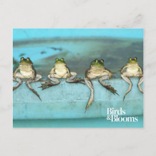 Sitta Frogs Vykort