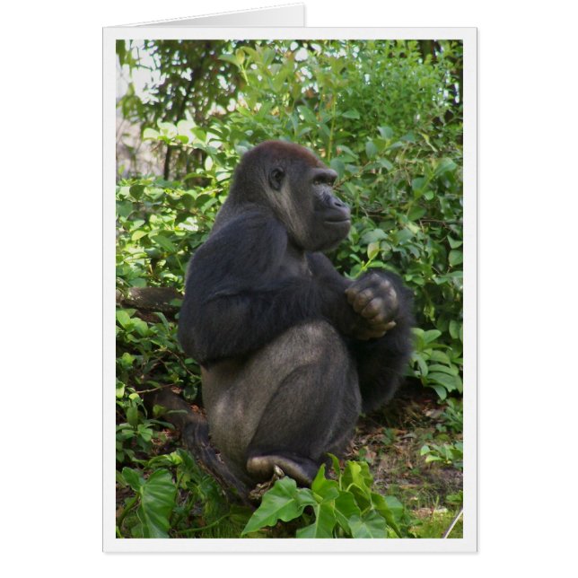 Sitta kanske tänker, men förmodligen bara sitta OBS kort (Framsidan)